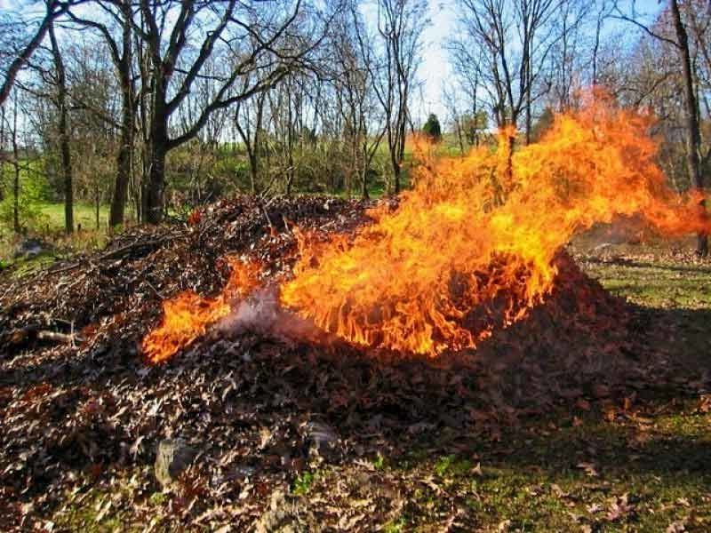 Бельцкие экологи рассказали, почему нельзя сжигать листву.