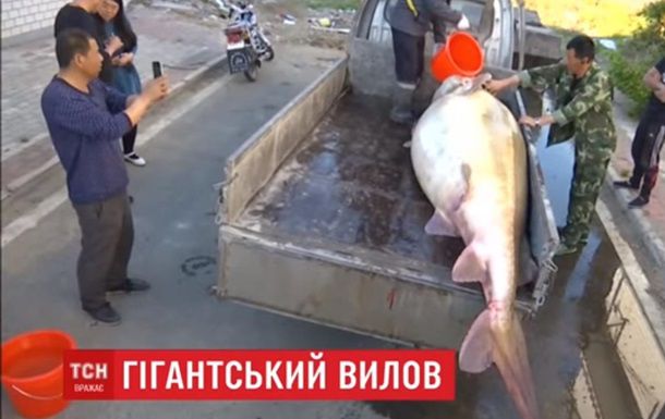  Водяного гиганта поместили в бассейн и пообещали подлечить.
