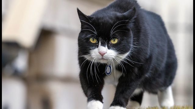 МИД Великобритании запретил сотрудникам кормить местного кота-мышелова.