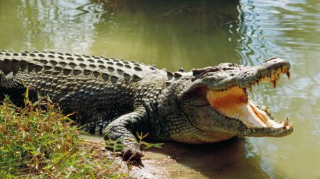 Un turist rus care se afla în vacanţă în Indonezia a fost mâncat de un crocodil. Foto: animals.weebly.com