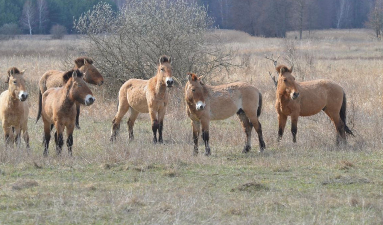 Cai hibrizi din rasa Przewalski, observați pentru prima dată în Cernobîl.