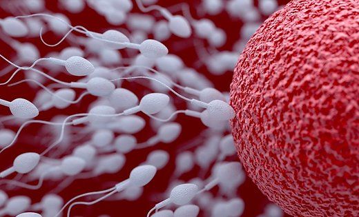 Количество сперматозоидов у западных мужчин снизилось на 52% за 40 лет.