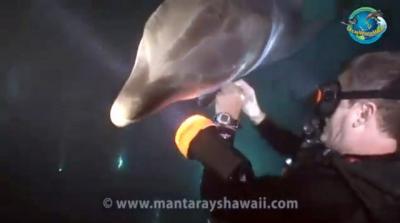 Дельфин, проплывавший мимо одного из аквалангистов, случайно оказался в рыболовной сети.
