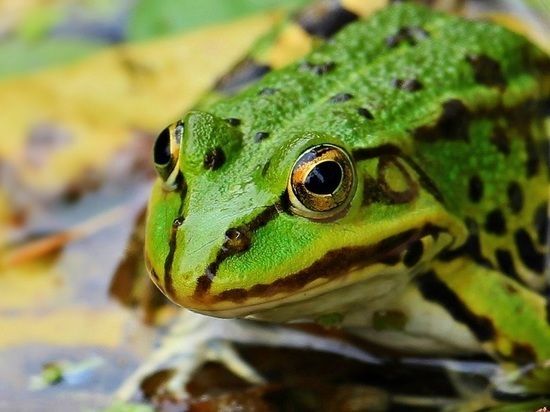 Ученый: Люди научатся отращивать конечности еще при моей жизни.