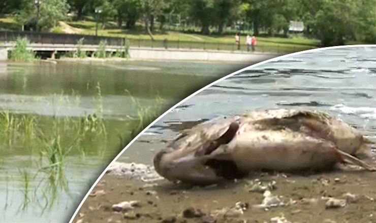 Рыба в озере парка "Валя Морилор" погибла из-за грязной воды.