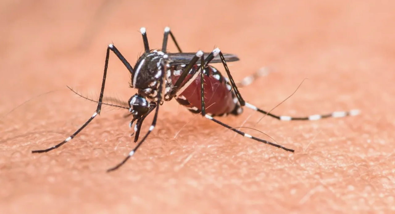 Cazuri de infectare cu virusul West Nile, depistate în România: Printre bolnavi se află și un adolescent.