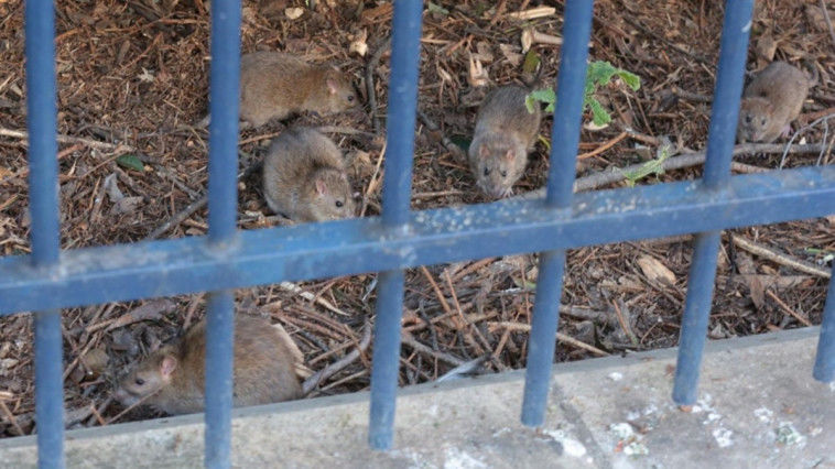 Principalele parcuri din Paris, închise din cauza şobolanilor. Foto: Le Parisien