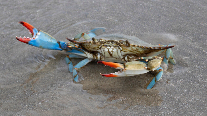 Голубые крабы наносят колоссальный ущерб экономике Италии.
