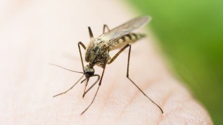 В нашей стране также водится вид комаров Aedes, которые являются переносчиками патогена.