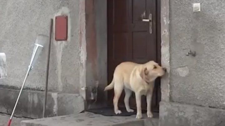 Viral: Cum a reușit un câine să intre în casă, după ce a înghețat