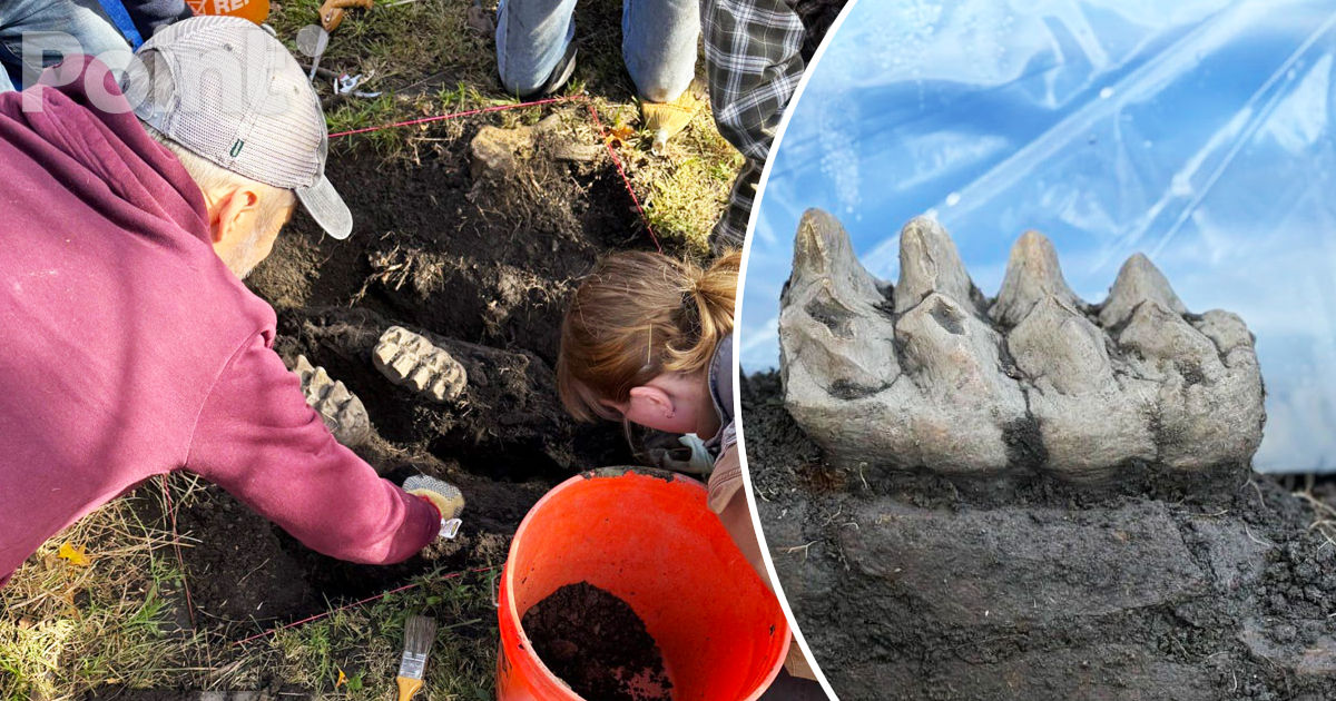 Un locuitor din New York a găsit un maxilar de mastodont în curtea sa.