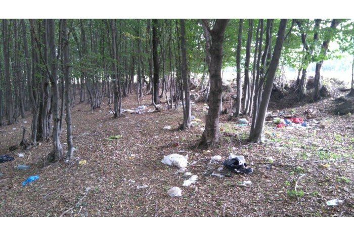 В лесах страны пройдет кампания по благоустройству и уборке.