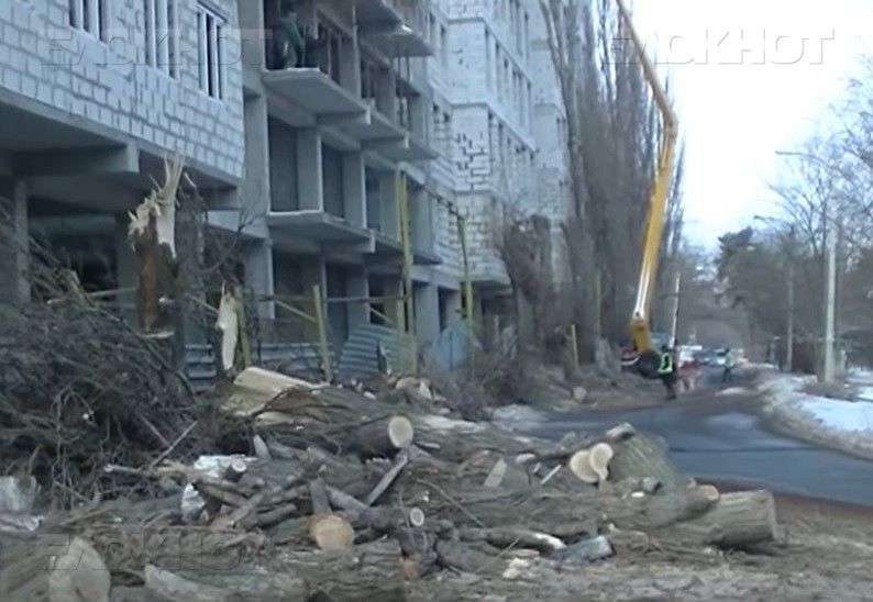 50 здоровых тополей были спилены из-за того, что они мешают расширению строительства.