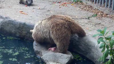 В зоопарке Будапешта медведь вытащил из воды ворону.