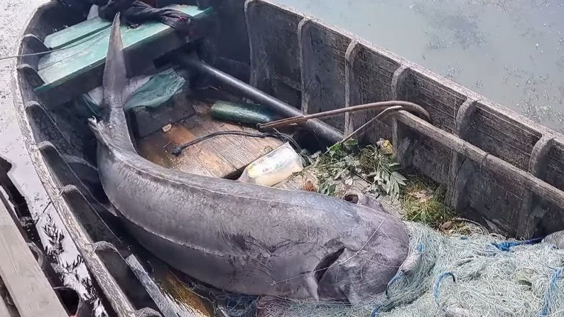 В Одесской области браконьеры поймали краснокнижную белугу весом 125 кг.