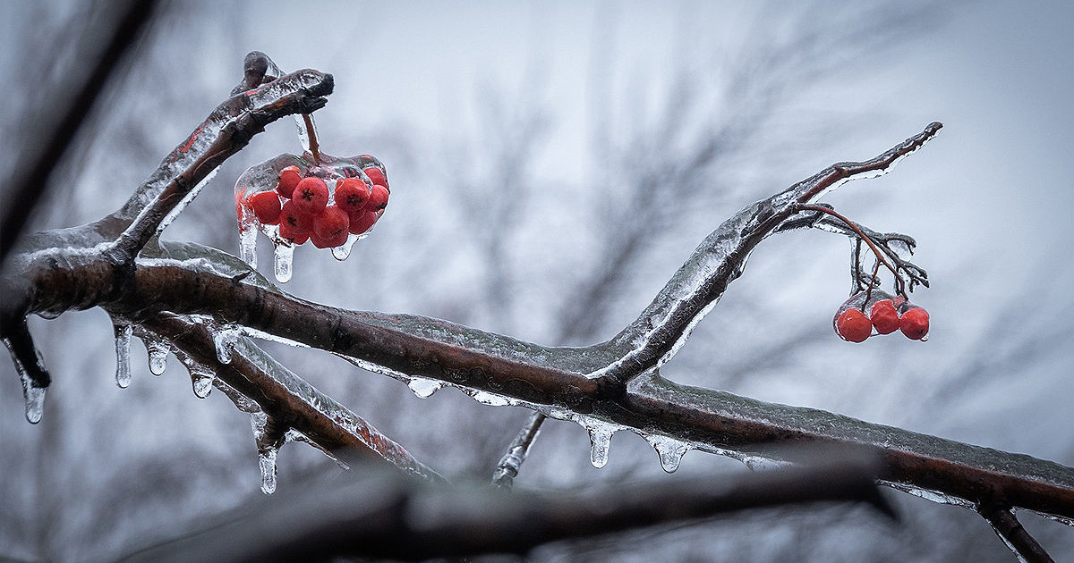 Înghețurile vor lovi Moldova: Temperaturile vor scădea până la -10°C.