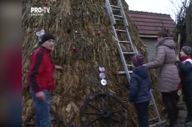В середине января ель будет разобрана и съедена коровами.