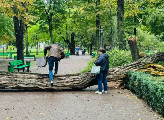 Toți copacii din Parcul Ștefan cel Mare, verificați după ce un salcâm a căzut.