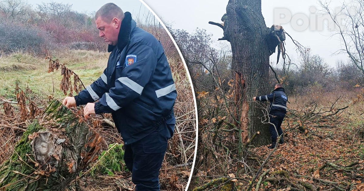 Poliția caută vinovații pentru tăierea ilegală a arborilor la Rezina.