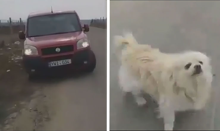 Очевидец снял видео, как собаку выкинули из мешка на обочине дороги.