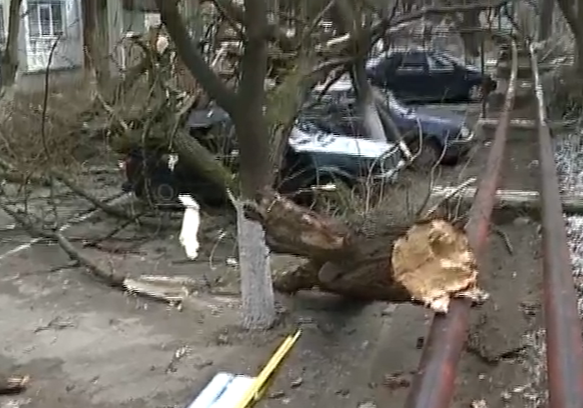 În urma condiţiilor meteo nefavorabile din ultimele zile, în Capitală au fost doborâţi de vânt peste 30 de arbori.
