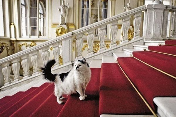 Эрмитажные коты официально содержатся на территории Государственного Эрмитажа со времени его постройки.