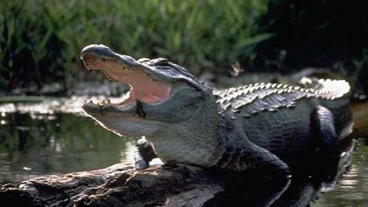 Un tânăr din Florida, care încerca să fugă de poliţie, a dat peste un aligator care l-a atacat şi l-a trântit la pământ.