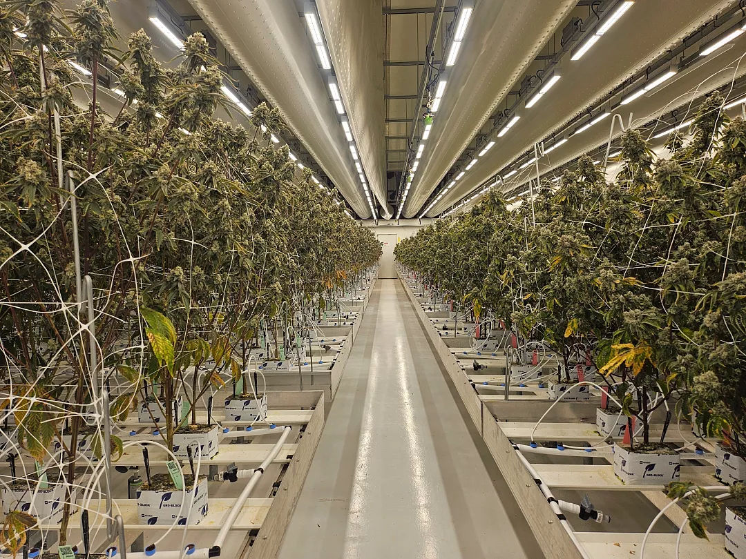 Țările de Jos salută extinderea sistemului de legalizare a vânzărilor de canabis.