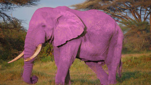 În parcul Național din sudul Africii s-a născut un pui de elefant roz. Foto: desencyclopedie.wikia.com