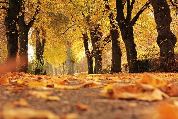 Vremea se răceşte în următoarele zile. 