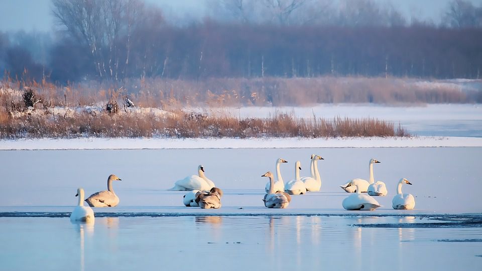 Lac îngheţat din Cahul, casă pentru lebede şi cocostârci