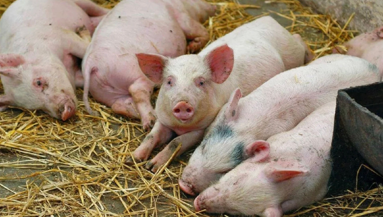 ANSA: Cinci focare de pestă porcină, confirmate la Cărpineni.