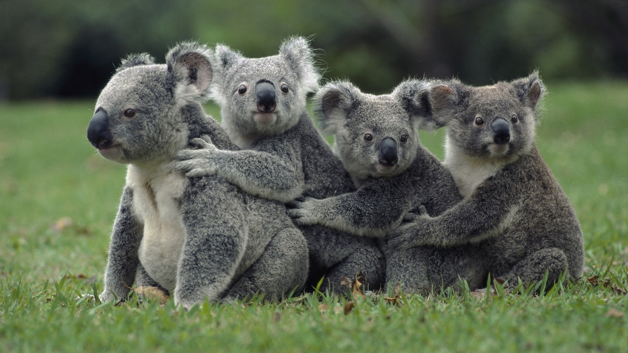 Urşii koala sunt pe cale de dispariţie în Australia.