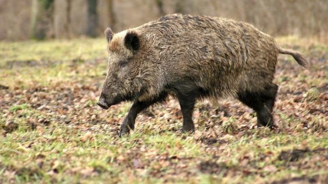 ANSA обнаружила трех кабанов, зараженных этим вирусом. Фото: magazindearme.ro.