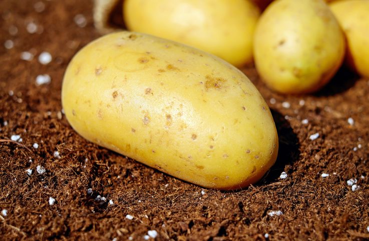 De ce cartofii au ajuns să coste practic de 3 ori mai mult