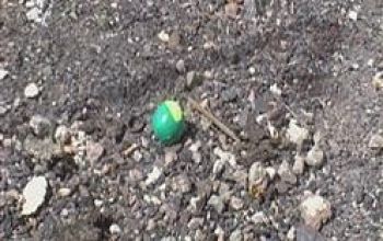 Droguri camuflate în mingi de tenis