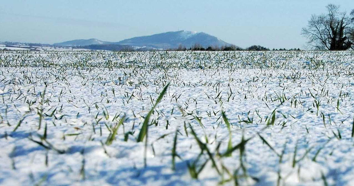 Минсельхоз: Морозы до −12 °C не опасны для сельхозкультур.