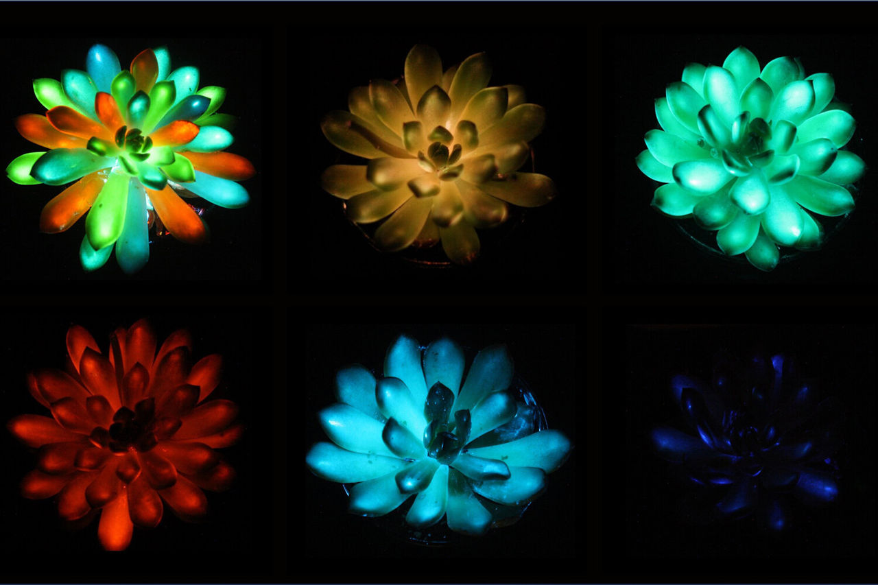 Oamenii de știință au creat plante luminoase care pot înlocui lămpile.