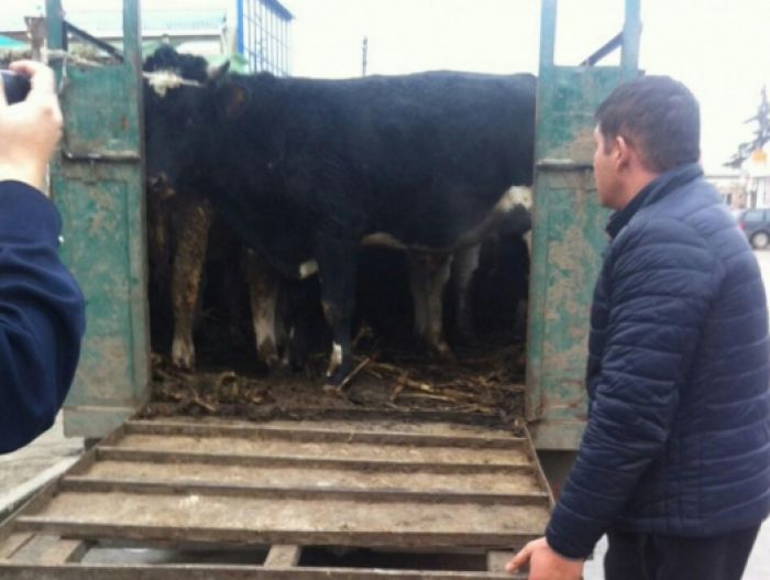 Transporta bovine fără acte de proveniență. Foto: igp.gov.md