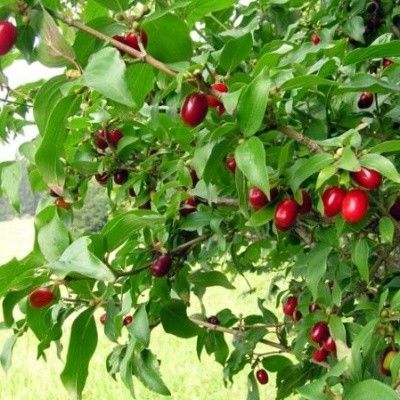 Часть фруктов отправляются на рынки и в магазины Кишинева, а остальные фрукты экспортируются в Польшу и Германию. Фото: Gadyach.pl.ua.