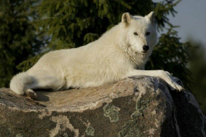Singura lupoaică albă de la Grădina Zoologică din Chișinău, pe nume Dora, a fost omorâtă. Foto: rtr.md