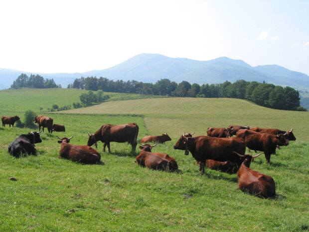 Angajații preturilor de sector începând cu anul viitor, ”cu rândul cu vacile”.  Foto: commons.wikimedia.org