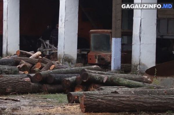 Плановая заготовка древесины в осенне-зимний период начнется с 1 октября.