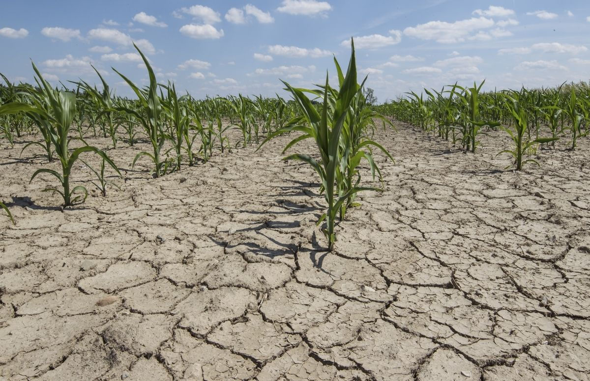 Seceta din Moldova a afectat peste 41.000 de hectare de terenuri agricole.
