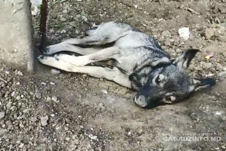 В Комрате вновь начали травить бродячих собак.
