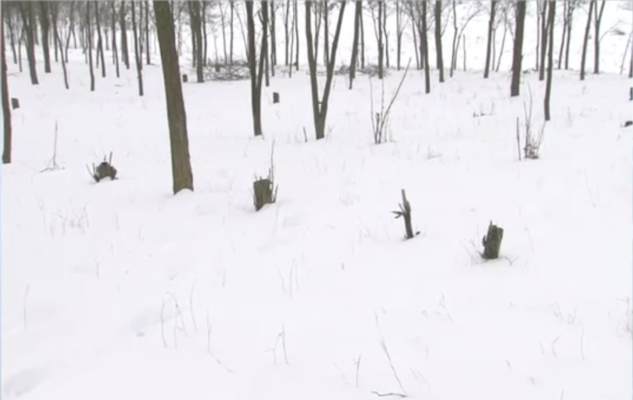 У села Брэтушень браконьры вырубают деревья.