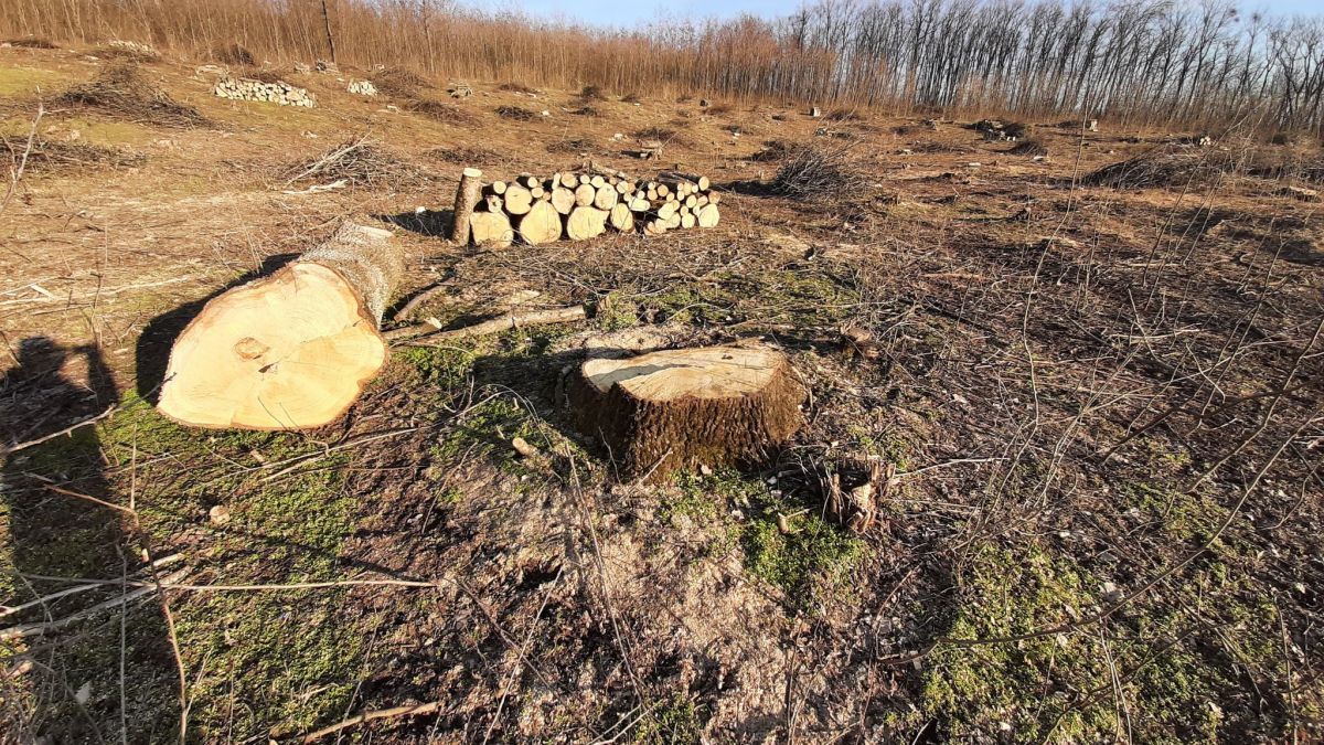 Жители села Скорены озабочены массовой вырубкой леса.