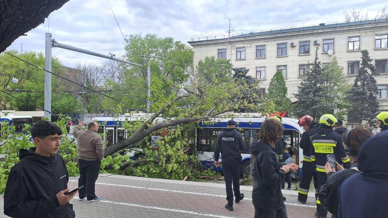 Un copac a căzut peste un troleibuz în centrul Chișinăului.