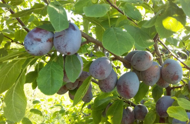În Moldova s-au ieftinit prunele