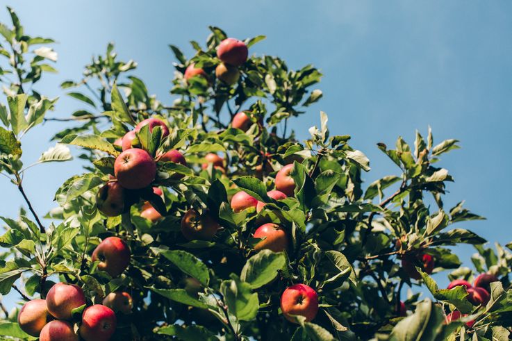 În doar două luni Moldova a importat mii de tone de mere din Ucraina